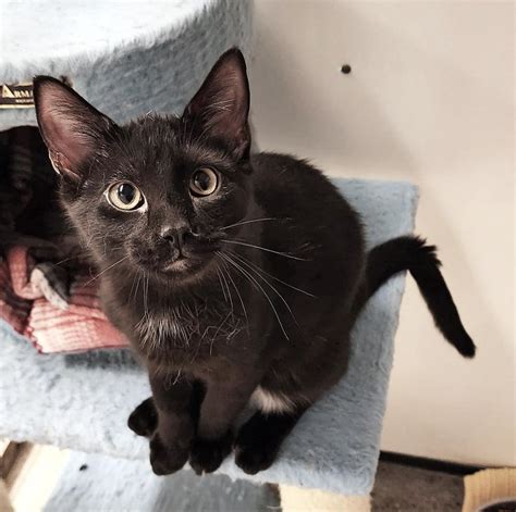 Humane society watertown sd - SPCA of NNY, Watertown, New York. 6,268 likes · 696 talking about this · 51 were here. The SPCA of NNY is a no kill animal shelter that promotes the humane treatment of animals. We offer a